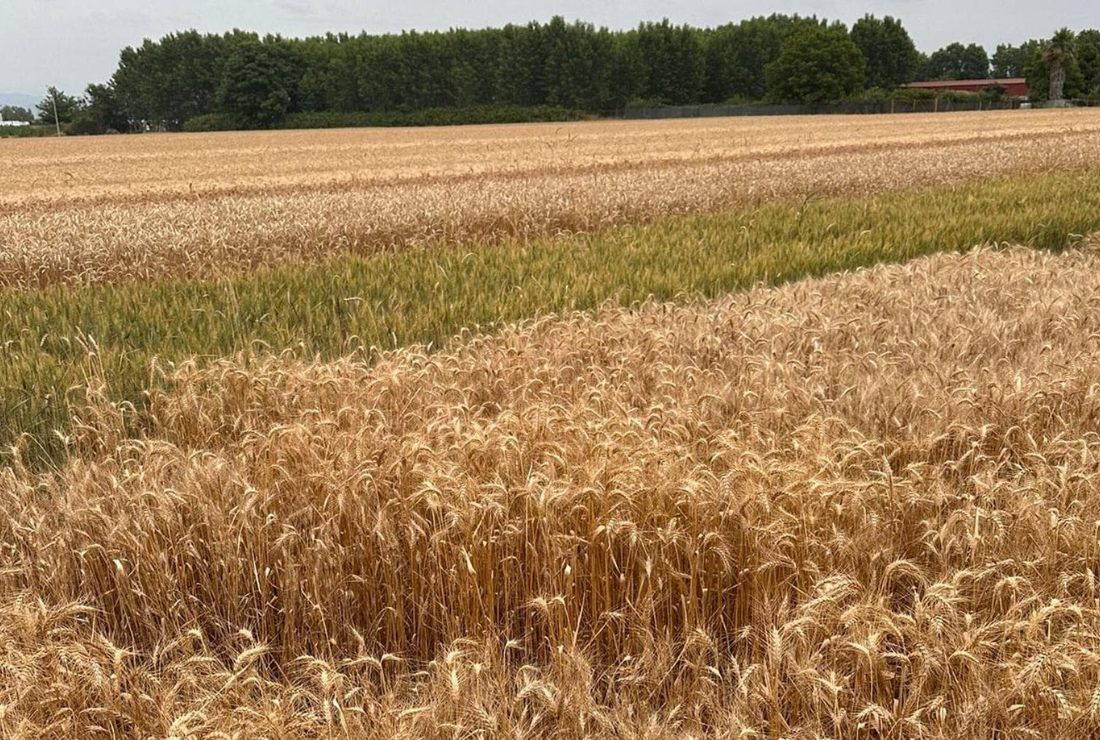 Mulino Caputo, torna “Il Capodanno del Mugnaio”, la festa del grano tra ricerca e studio