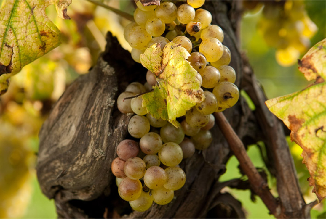 3 vini bianchi per rendere indimenticabile questo Natale